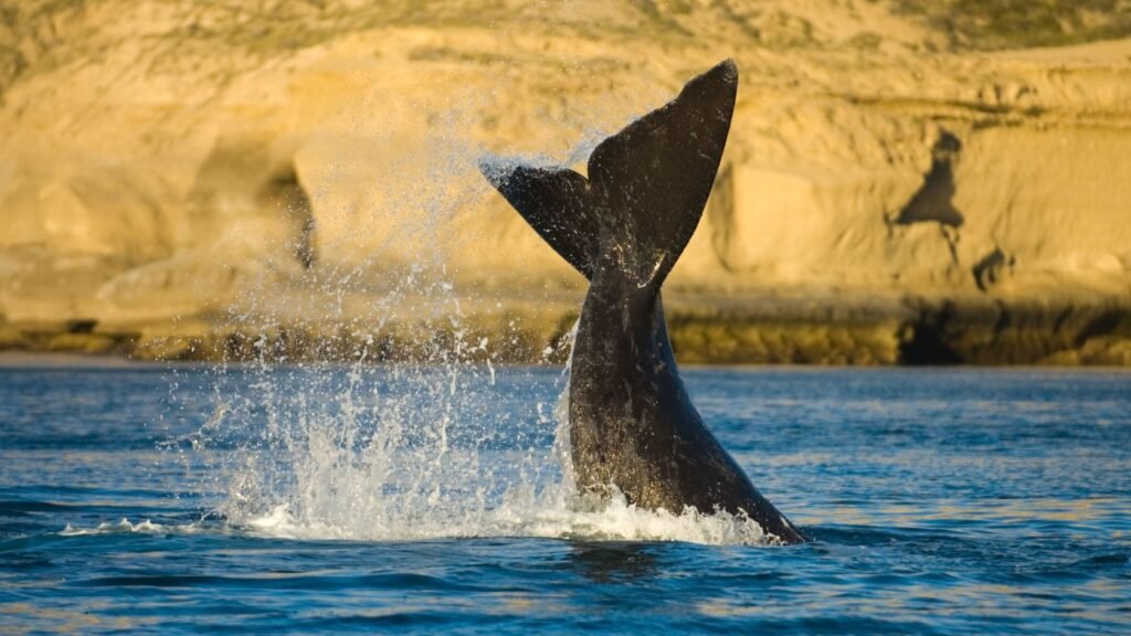 Peninsula de Valdes – Puerto Madryn (Private tour)