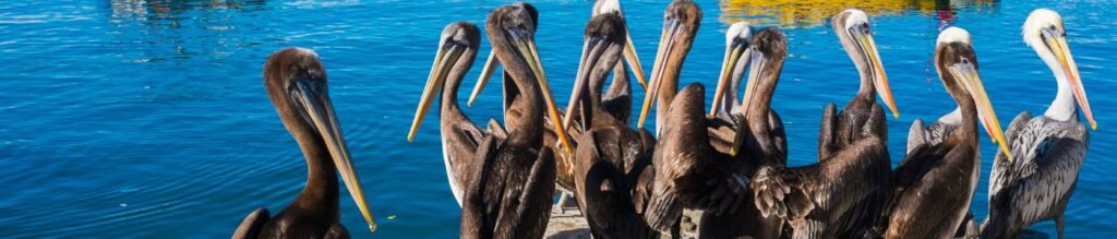 Coquimbo and La Serena Shore Excursion – City Tour