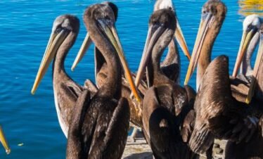 Coquimbo and La Serena Shore Excursion – City Tour