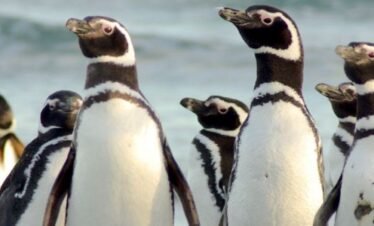 Navigation to the Penguins island – USHUAIA – Beagle Channel