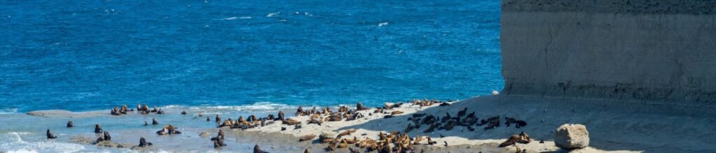 Peninsula de Valdes – Puerto Madryn (Shared tour)