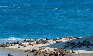 Peninsula de Valdes – Puerto Madryn (Shared tour)