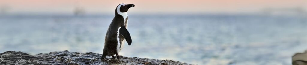 Navigation to the Penguins colony ( Magdalena and Marta islands )