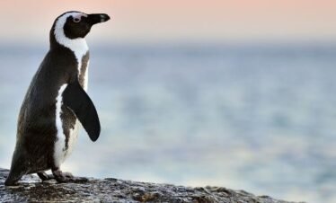 Navigation to the Penguins colony ( Magdalena and Marta islands )