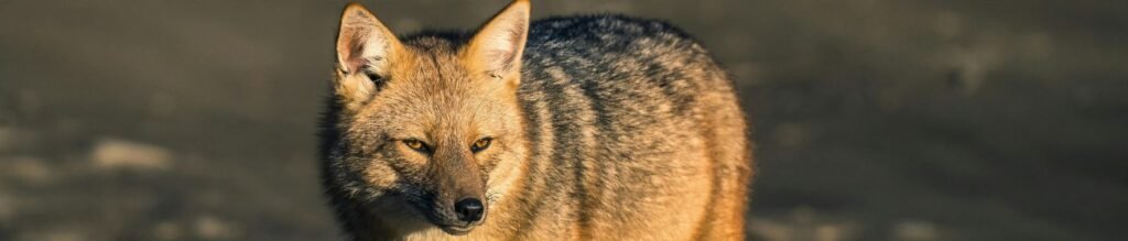 NATIONAL PARK ( 4 hours ) Private Tour